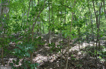 THREE 3 ACRE BUILDING LOTS IN FRONT ROYAL, VA-21