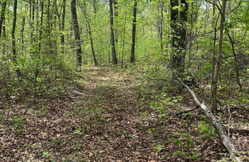 15 ACRES RECREATIONAL LAND IN FALL RUN FOREST-10
