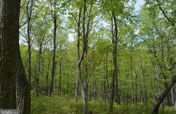 15 ACRES RECREATIONAL LAND IN FALL RUN FOREST-19