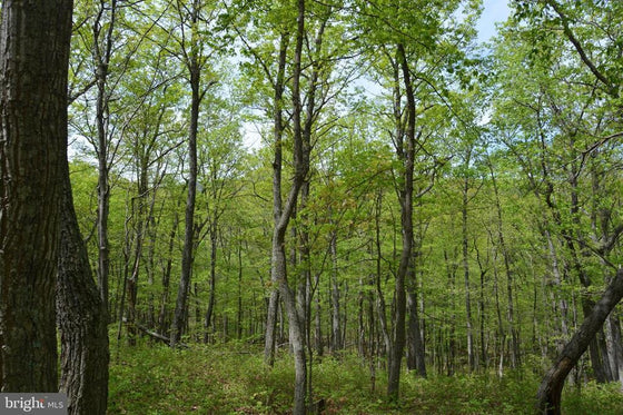 15 ACRES RECREATIONAL LAND IN FALL RUN FOREST