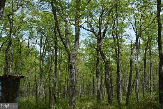 15 ACRES RECREATIONAL LAND IN FALL RUN FOREST