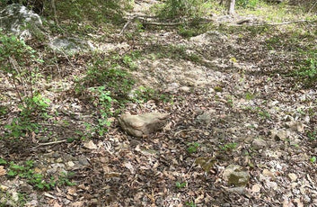 15 ACRES RECREATIONAL LAND IN FALL RUN FOREST-5