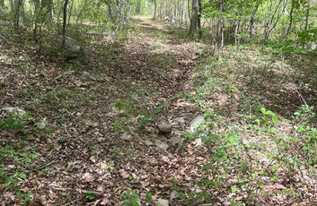 15 ACRES RECREATIONAL LAND IN FALL RUN FOREST-6