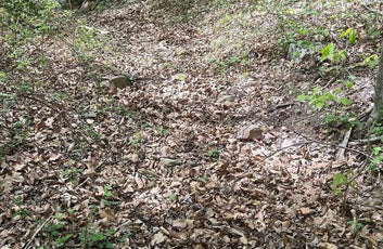 15 ACRES RECREATIONAL LAND IN FALL RUN FOREST-7