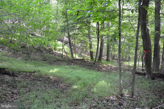 15.90 ACRES LAND WITH LITTLE MOUNTAIN CREEK FRONTAGE IN FREDERICK COUNTY, VA