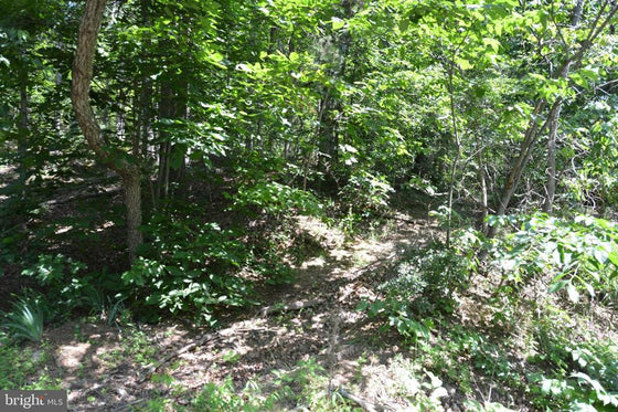 18.77 ACRES WOODED LAND WITH OLD HUNTING CABIN IN GORE, VA
