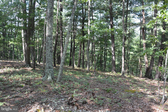 30.78 WOODED ACRES IN CROSS JUNCTION, VA