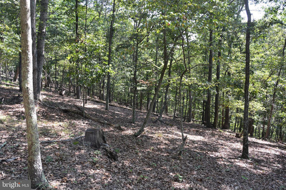 30.78 WOODED ACRES IN CROSS JUNCTION, VA