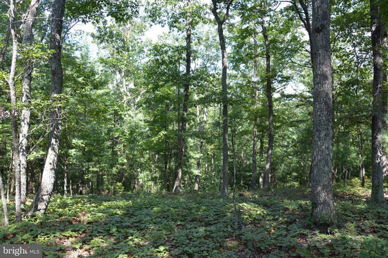 30.78 WOODED ACRES IN CROSS JUNCTION, VA