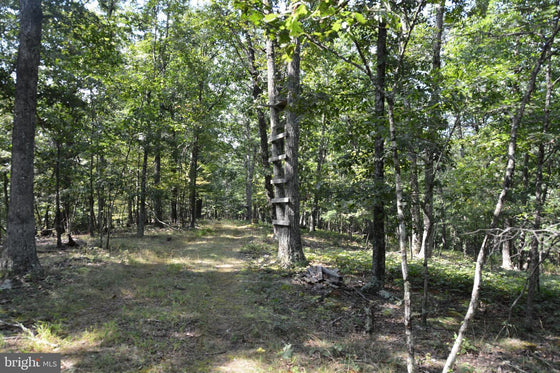 30.78 WOODED ACRES IN CROSS JUNCTION, VA