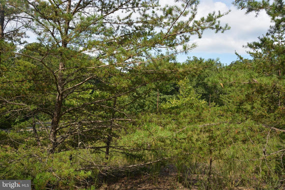 30.78 WOODED ACRES IN CROSS JUNCTION, VA