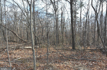 5.33 ACRES WOODED LAND IN CROSS JUNCTION, VA-4