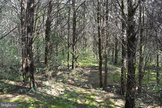 BLUE RIDGE LANE, WINCHESTER VA 25.33 ACRES LAND