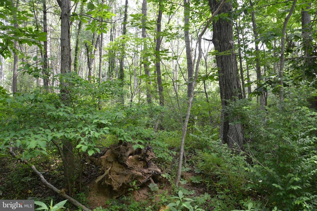 20 ACRES OF WOODED LAND IN FREDERICK COUNTY VA