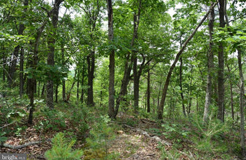 20 ACRES OF WOODED LAND IN FREDERICK COUNTY VA-20
