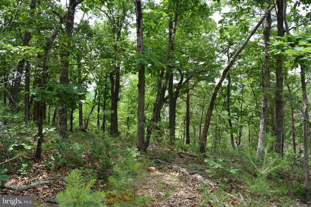 20 ACRES OF WOODED LAND IN FREDERICK COUNTY VA