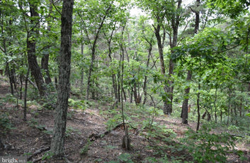 20 ACRES OF WOODED LAND IN FREDERICK COUNTY VA-22