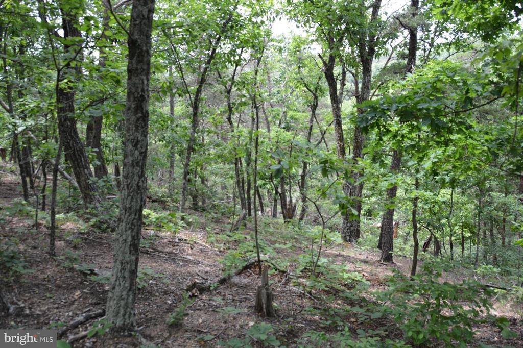 20 ACRES OF WOODED LAND IN FREDERICK COUNTY VA
