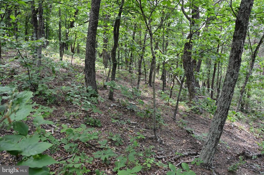 20 ACRES OF WOODED LAND IN FREDERICK COUNTY VA