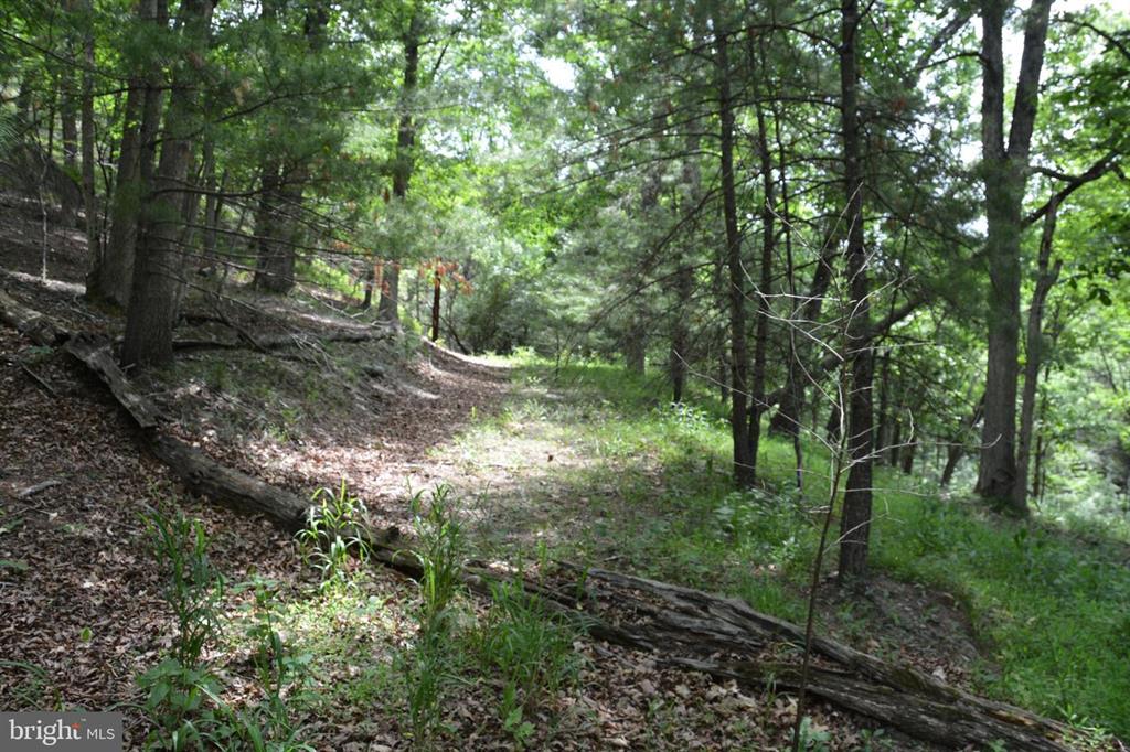 20 ACRES OF WOODED LAND IN FREDERICK COUNTY VA