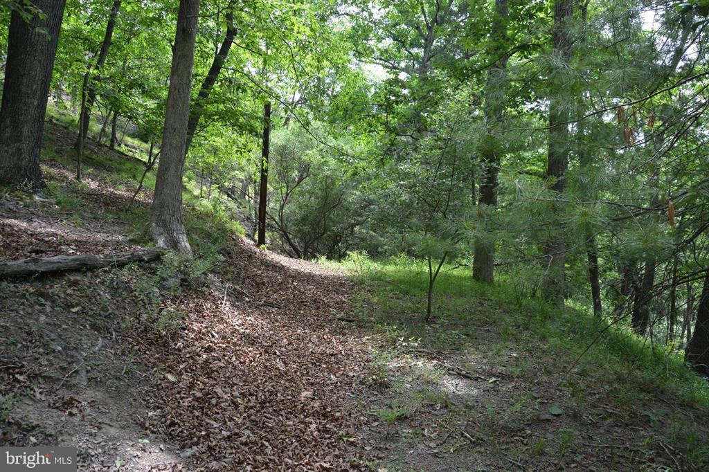 20 ACRES OF WOODED LAND IN FREDERICK COUNTY VA