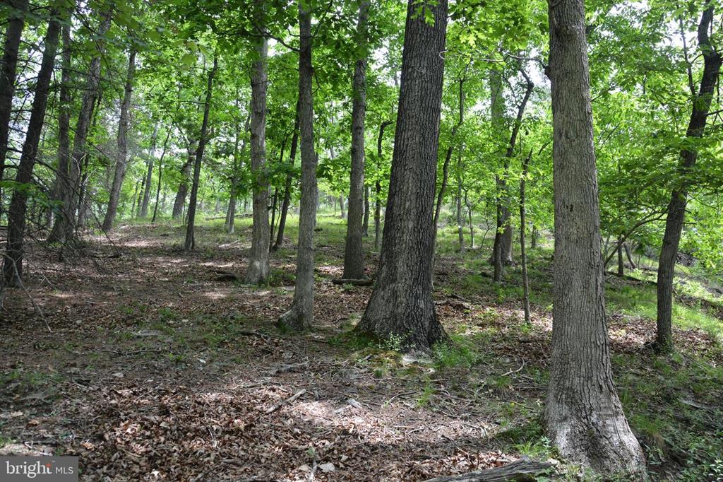 20 ACRES OF WOODED LAND IN FREDERICK COUNTY VA