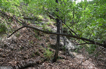 20 ACRES OF WOODED LAND IN FREDERICK COUNTY VA-28