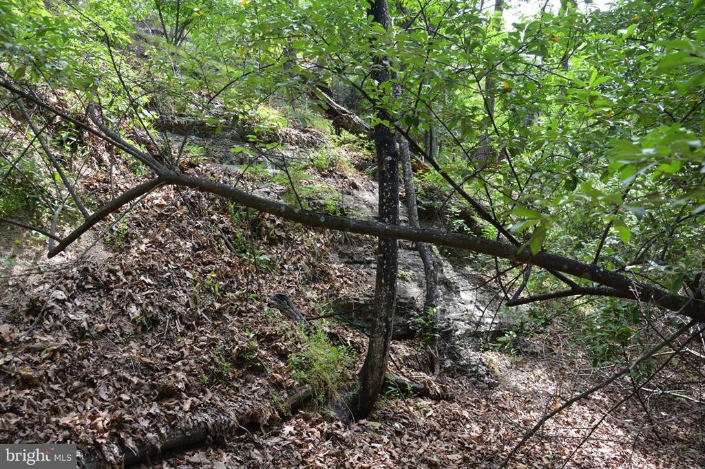 20 ACRES OF WOODED LAND IN FREDERICK COUNTY VA