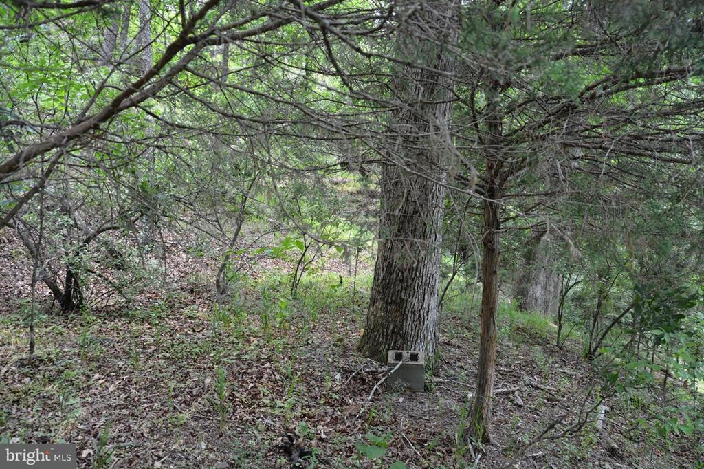 20 ACRES OF WOODED LAND IN FREDERICK COUNTY VA