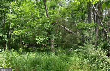 20 ACRES OF WOODED LAND IN FREDERICK COUNTY VA-3