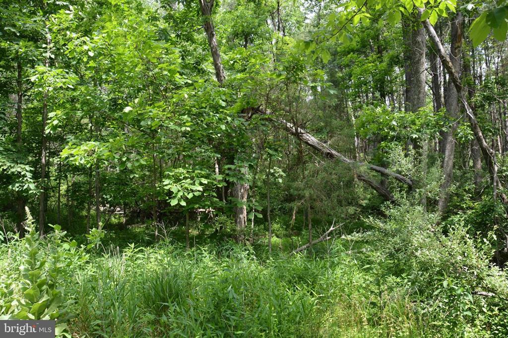 20 ACRES OF WOODED LAND IN FREDERICK COUNTY VA