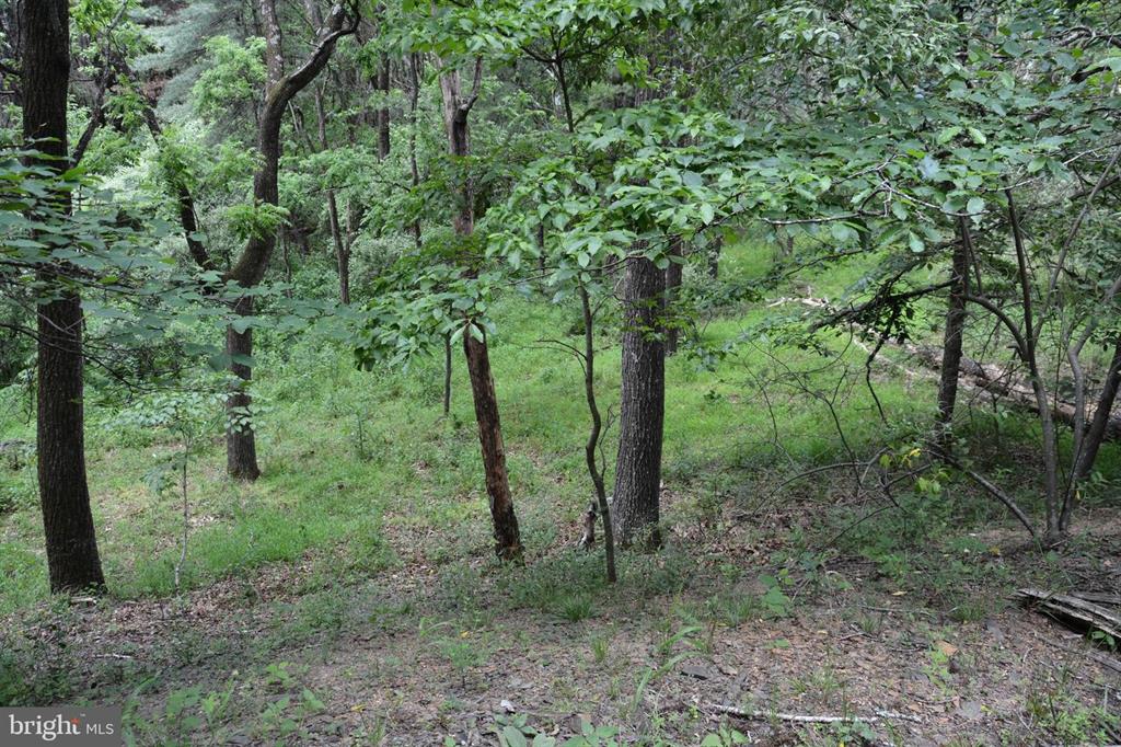 20 ACRES OF WOODED LAND IN FREDERICK COUNTY VA