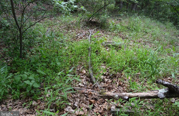 20 ACRES OF WOODED LAND IN FREDERICK COUNTY VA-31
