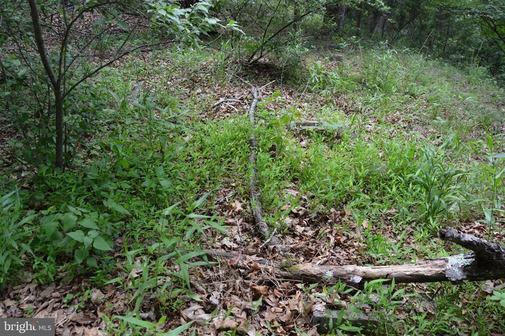 20 ACRES OF WOODED LAND IN FREDERICK COUNTY VA