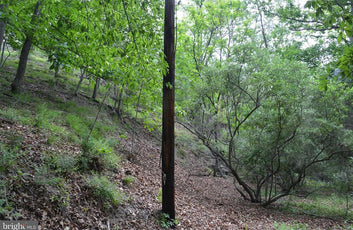 20 ACRES OF WOODED LAND IN FREDERICK COUNTY VA-32