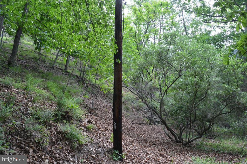 20 ACRES OF WOODED LAND IN FREDERICK COUNTY VA