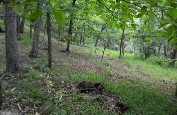 20 ACRES OF WOODED LAND IN FREDERICK COUNTY VA-33