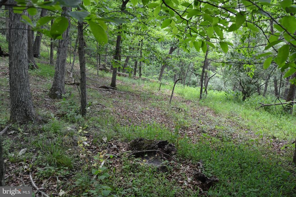 20 ACRES OF WOODED LAND IN FREDERICK COUNTY VA