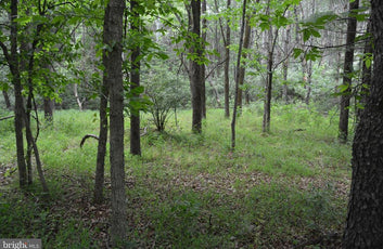20 ACRES OF WOODED LAND IN FREDERICK COUNTY VA-34