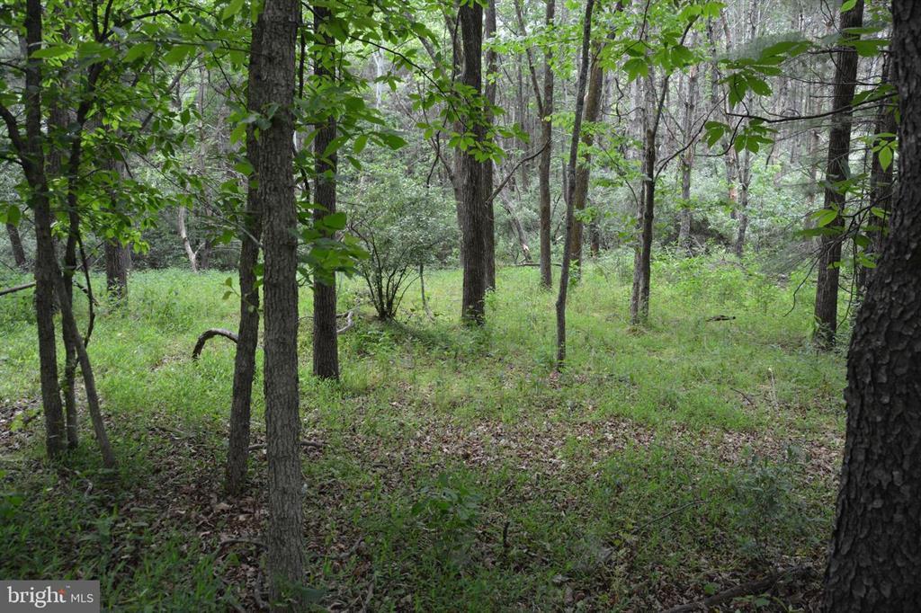 20 ACRES OF WOODED LAND IN FREDERICK COUNTY VA