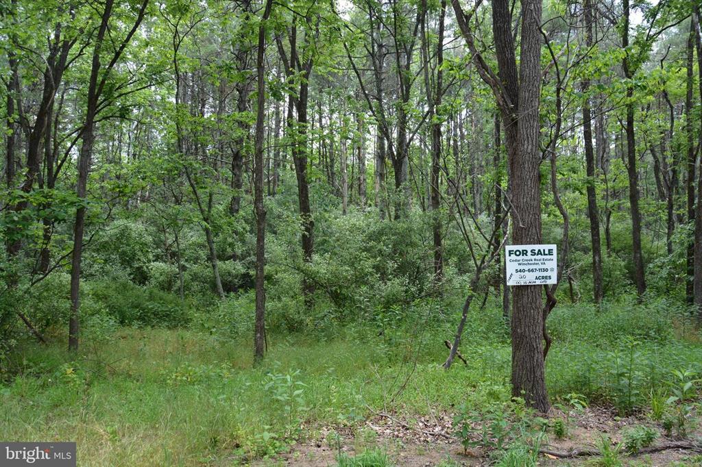 20 ACRES OF WOODED LAND IN FREDERICK COUNTY VA