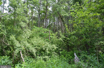 20 ACRES OF WOODED LAND IN FREDERICK COUNTY VA-5