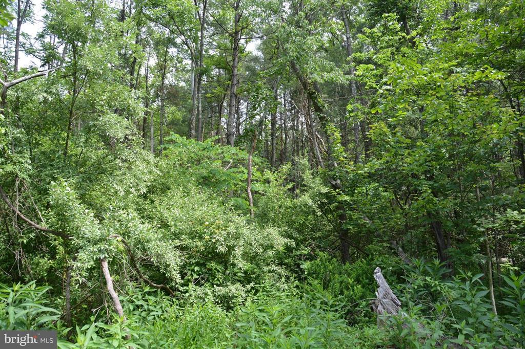 20 ACRES OF WOODED LAND IN FREDERICK COUNTY VA