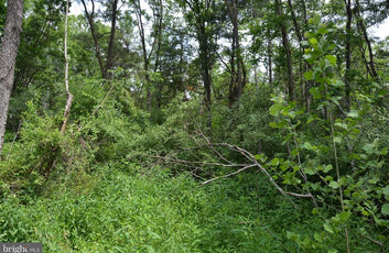 20 ACRES OF WOODED LAND IN FREDERICK COUNTY VA-6